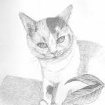 鉛筆画-ミケ猫1